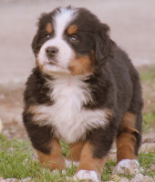 cachorros,boyero de berna,boyeros,criadero,criador,cachorro,kennel,España,galicia,