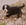 Boyero de Berna - Wikipedia, la enciclopedia libre,boyero,boyeros de berna,bouvier bernois, bernese mountain dog, cachorro, perros de suiza, chien de suisse, 