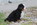 Imágenes de boyero de berna ,boyeros de berna, bouvier bernois, bernese mountain dog, cachorro, perros de suiza, chien de suisse, 